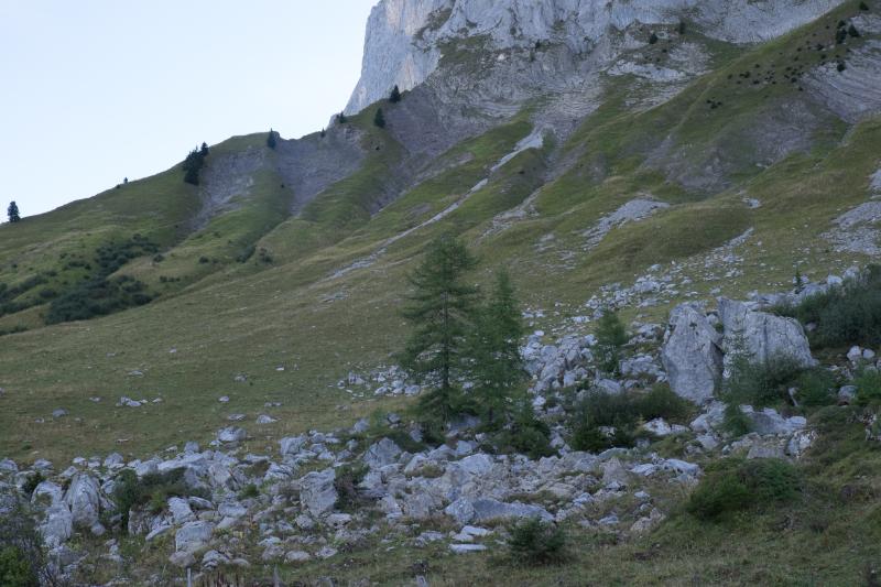 Perris Blancs de l'Argentine