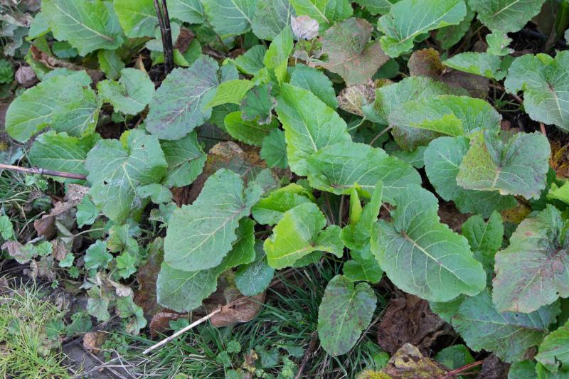 On trouve ces plantes là où il y a des vaches